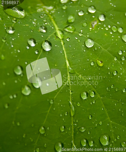 Image of Green leaf with drops of water