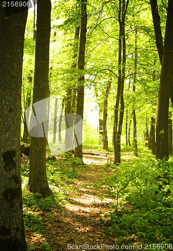 Image of Autumn forest path