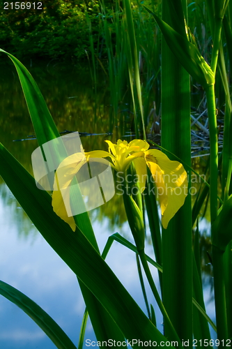 Image of Yellow  lotus flower on the lake