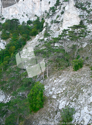 Image of Mountain wall covered with trees, moss and rocks