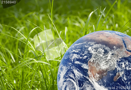 Image of Green grass and earth image