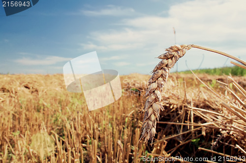 Image of Wheat head against blue sky and field