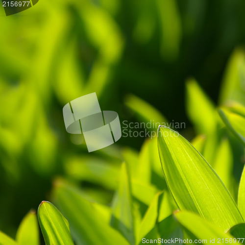 Image of Fresh green grass (shallow DoF)