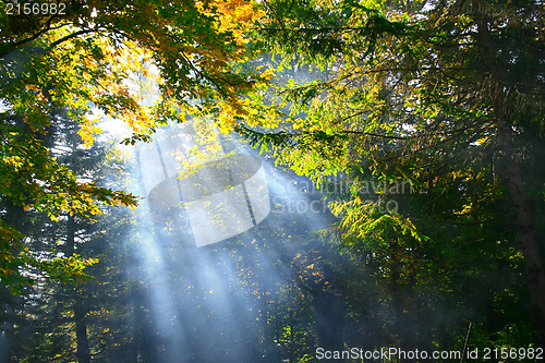Image of Forest with rays of light