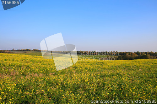 Image of Green field with blue sky