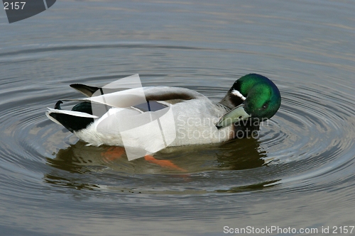 Image of Duck