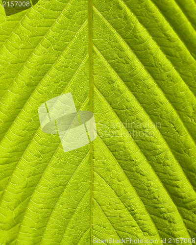 Image of Green leaf macro shot