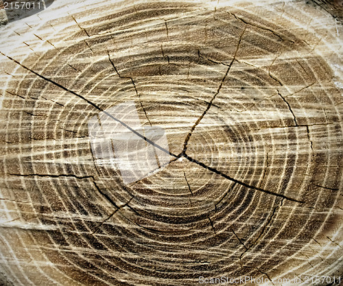 Image of Old wood texture