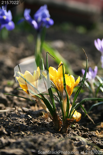 Image of Yellow Crocus