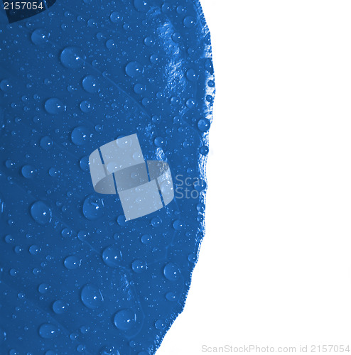 Image of Blue leaf with drops of water isolated