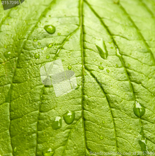 Image of Green leaf with drops of water