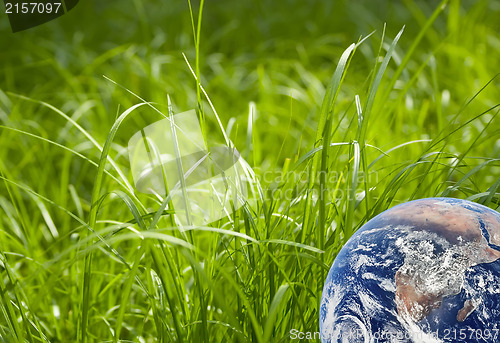 Image of Green grass and earth image