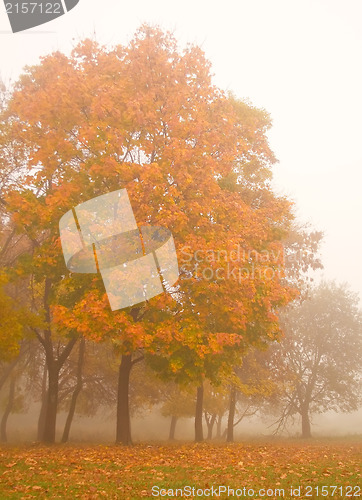 Image of Misty autumn morning