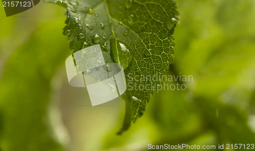 Image of Beautiful green leaf with drops of water