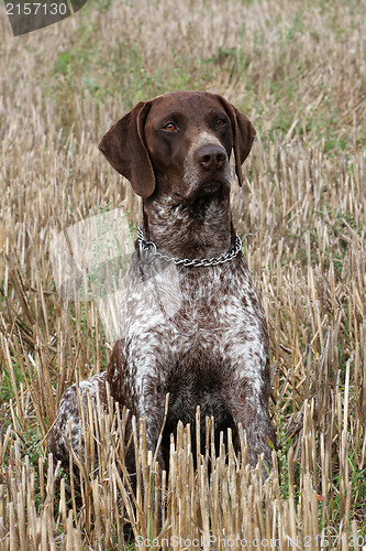 Image of German Short-haired Pointing Dog on the corn field