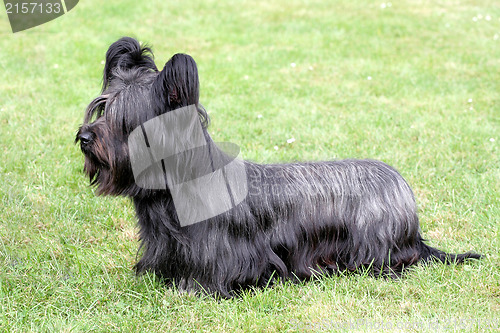 Image of Funny Skye Terrier