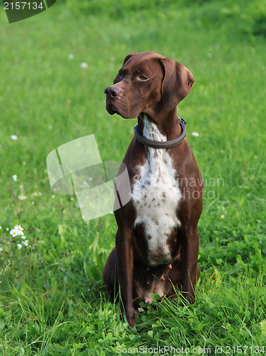 Image of English Pointer on the meadow