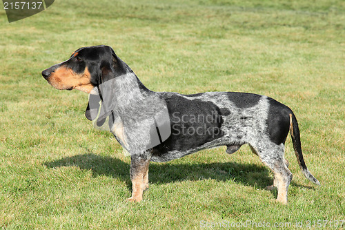 Image of Blue Gascony Basset