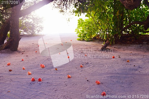 Image of tropical beach