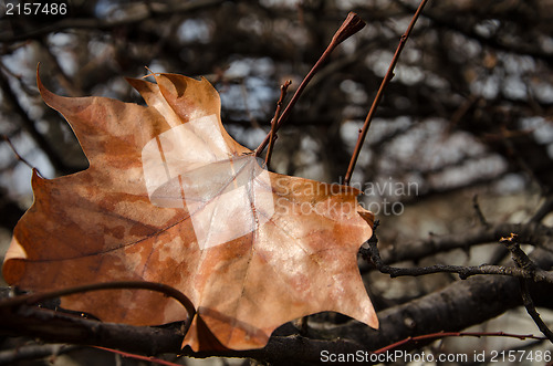 Image of The last autumn leaf 