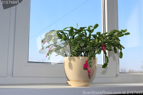 Image of Fine pink flower of Schlumbergera