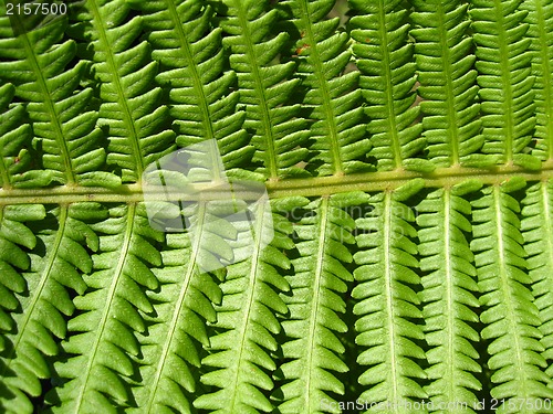 Image of Fine pattern from leaves of fern