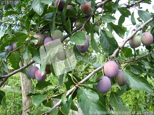 Image of Fruits of plum on the tree