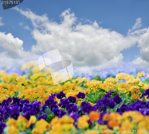 Image of Spring Flowers