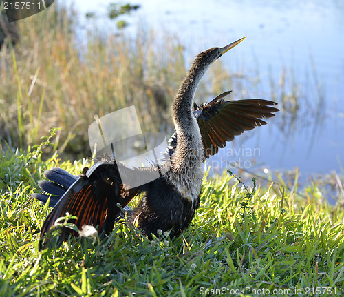 Image of American Anhinga Bird