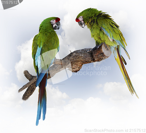 Image of Parrots 