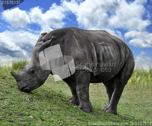 Image of Baby White Rhino