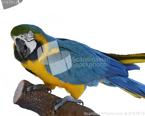 Image of Macaw Parrot Perching