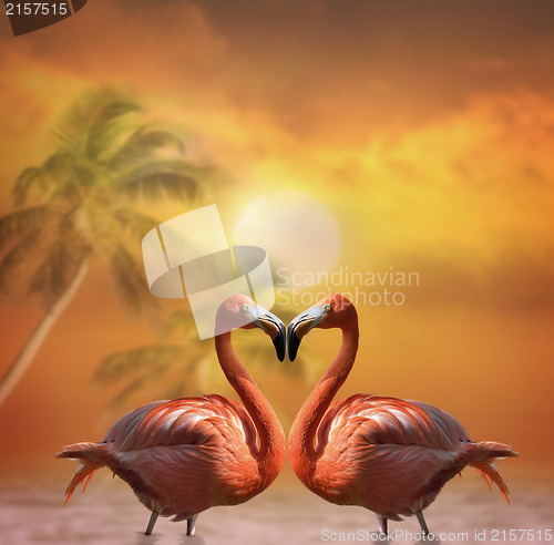 Image of Pink Flamingos