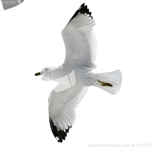 Image of Flying  Seagull