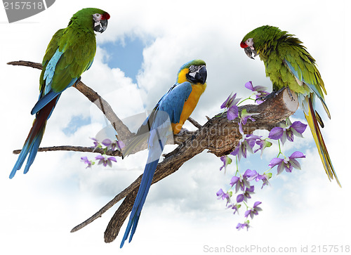 Image of Macaw Parrots Perching