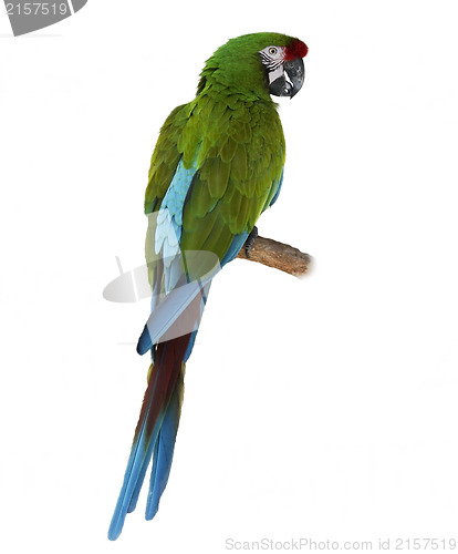 Image of Macaw Parrot Perching