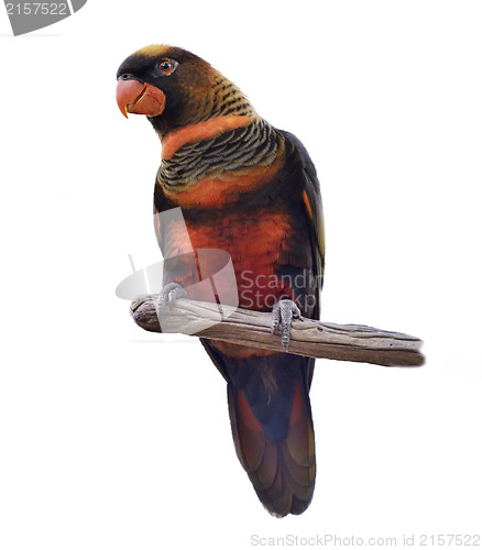 Image of Colorful Parrot