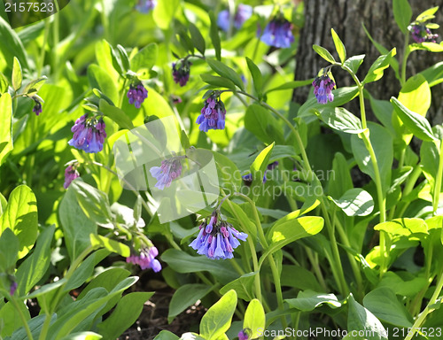 Image of Spring Flowers