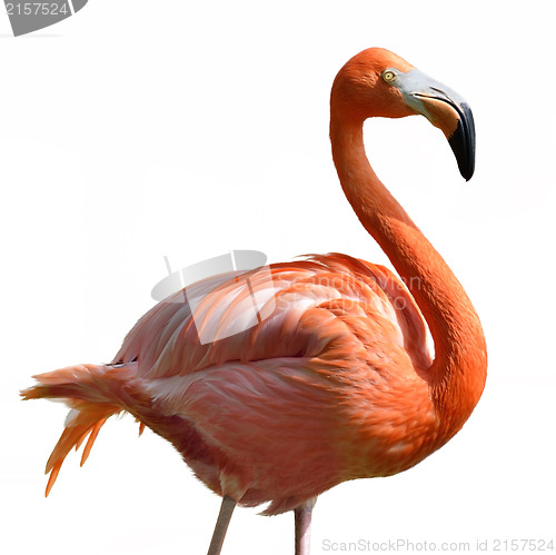 Image of Pink Flamingo