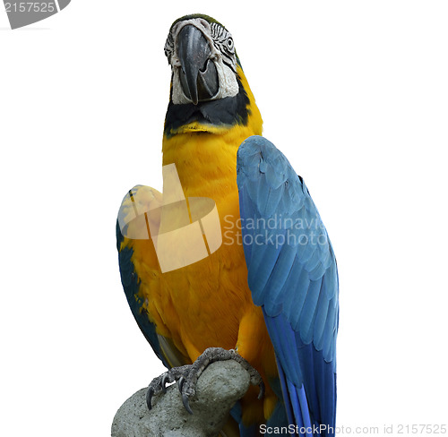 Image of Macaw Parrot