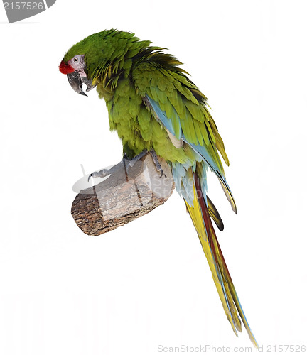 Image of Macaw Parrot Perching