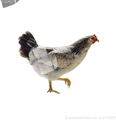 Image of Colorful Hen
