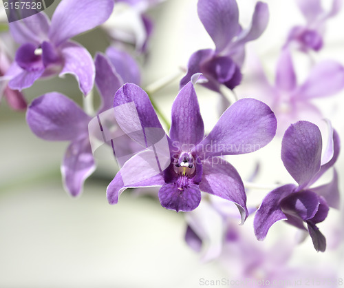 Image of Purple Orhid Flowers