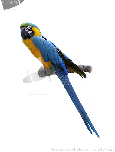 Image of Macaw Parrot Perching