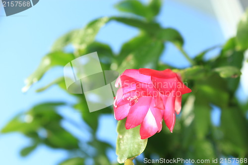 Image of Fine pink flower of Schlumbergera