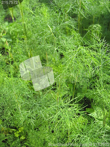 Image of Fennel growing on a bed