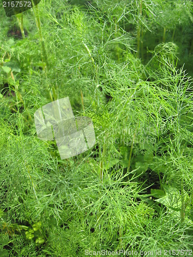 Image of Fennel growing on a bed