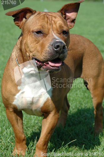 Image of Dog on alert