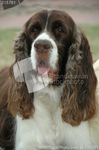 Image of Cocker spaniel