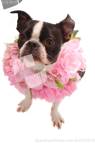 Image of Boston Terier Dog Wearing Hawaiian Lei